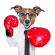 Boxing dog