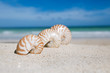 Photo: nautilus shell with ocean , beach and seascape, shallow dof nautilus shell with ocean , beach and seascape, shallow dof