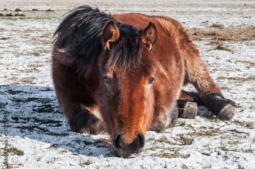 Photo: Brown horse lying on the snow Brown horse lying on the snow