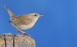 Foto: Winter wren. Winter wren.