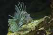 Scorpaenidae, the scorpionfish