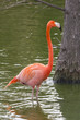 pink flamingo(Phoenicopterus)