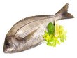 Foto: Dorade Dorade
