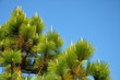 Pine tree in blue sky at Phu Kradueng National Park, Thailand.
