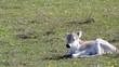 calf lying on pasture