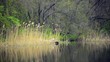 Video: Reeds into calm forest lake Reeds into calm forest lake
