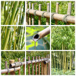 Collage carré bambous