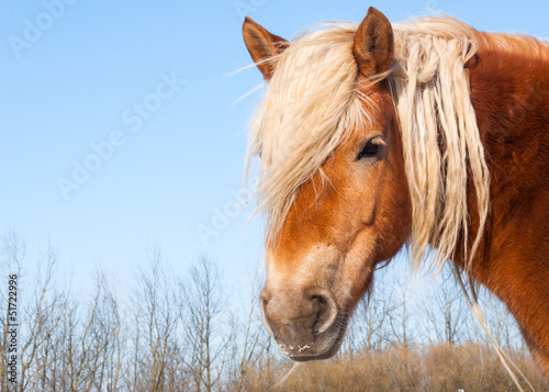 Photo: Portrait of a brown horse with blonde manes and eye lashes Portrait of a brown horse with blonde manes and eye lashes
