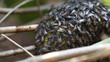 Honeycomb