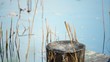 Video: Wagtail (Motacilla alba) bird near forest lake Wagtail (Motacilla alba) bird near forest lake