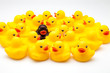 patos de goma