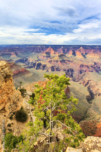 Photo: Tree in front of Grand Canyon Tree in front of Grand Canyon