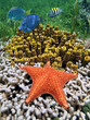 Photo: Starfish with tube sponges in a coral reef Starfish with tube sponges in a coral reef