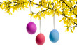 Osterbaum