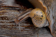 young snail land snail macro
