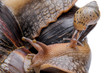 young snail land snail macro