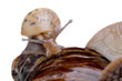 young snail land snail on white background macro