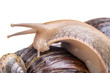 Snail on white background macro