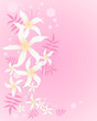 jasmine background