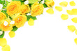 yellow rose
