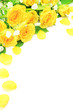 yellow rose