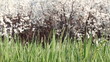 green grass spring scene
