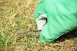 Lawn care with nail scissors