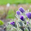 Pasque flower in a sunny day in early spring