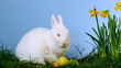 Fluffy white bunny sniffing easter eggs besides daffodils