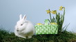 Basket of easter eggs falling next to bunny over grass