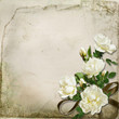 The branch of roses on a vintage background