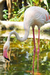 Greater Flamingo