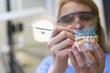 Dentist woman with teeth model
