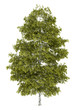 birch tree isolated on white background