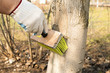 Treatment of trees from pests