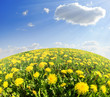 dandelions in the meadow with blue sky
