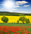 spring landscape with red poppy field in the Czech Republic