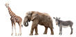 Giraffes, Elephant And Zebras ...