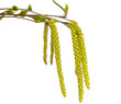 New birch branches with blossom