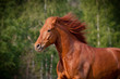 horse chestnut