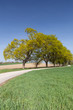 Landstrasse mit Allee