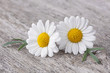 Chamomile flower