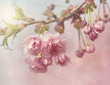Pink cherry blossom tree