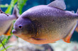 Piranha
