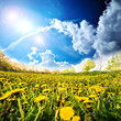Foto: Löwenzahnwiese mit blauem Himmel und Wolken Löwenzahnwiese mit blauem Himmel und Wolken