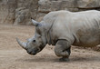 rinoceronte corriendo