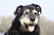 hundesenior