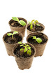 Seedlings growing in peat moss pots