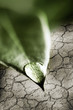 Water drop on green leaf