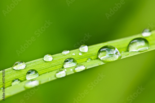 Photo: Water drops on grass blade Water drops on grass blade